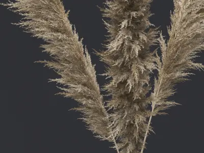 Pampas Grass I 3D model