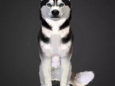 Dog - Husky Realistic Animated 3D model