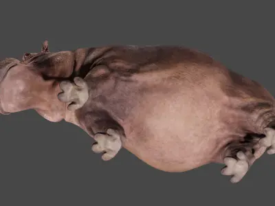 Hippopotamus 3D model