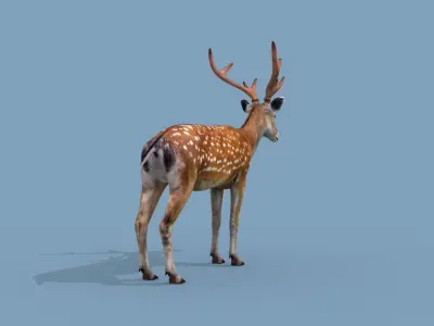 Pro Deer 8K - 3d animated 3D model