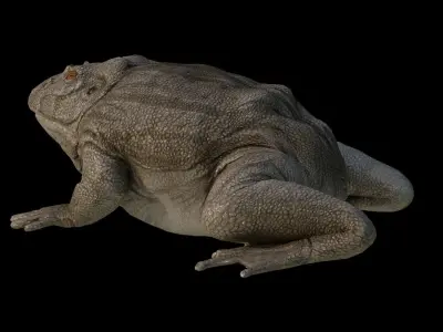 Toad Frog Low-poly 3D model