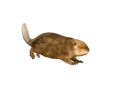 North American Beaver Low-poly 3D model