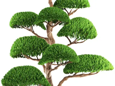 bonsai tree 3D model
