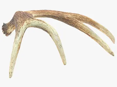 Antler deer Low-poly 3D model