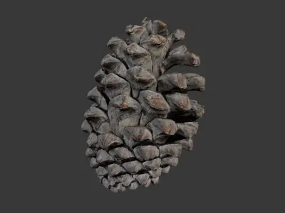 Pine Cone 3D Scan Low-poly 3D model