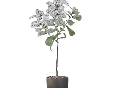 Ficus Lyrata in black pot 3D model