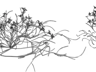 Delicate Flowering Groundcover Pack Low-poly 3D model