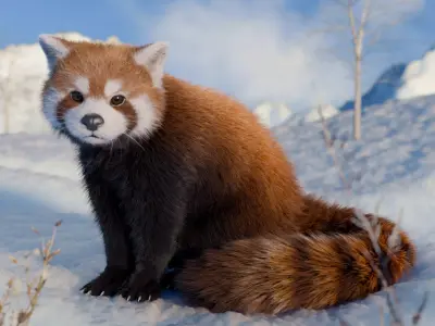 Red Panda Rigged Animated 3D model