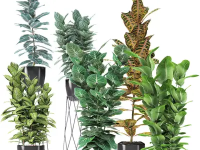Collection Plant in Pot Flowerpot Exotic Plant 01 3D model