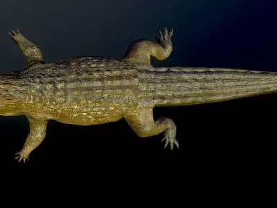 Crocodile Alligator  Cayman Reptilian Vertebrata Chordata  3D model