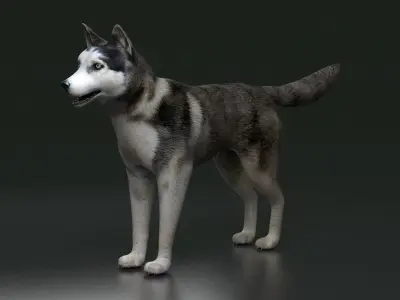 husky dog terrier Pet Dog arctic Labrador 3D model