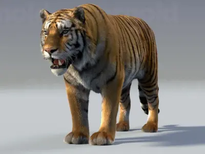 Tiger maya 3D model