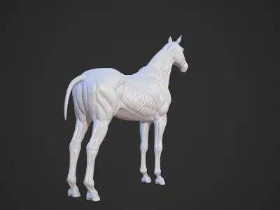 Animal - Horse Anatomy Skin Ecorche Body Base Low-poly 3D model