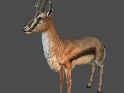 antelope goat caprine sheep lamb deer animation Low-poly 3D model