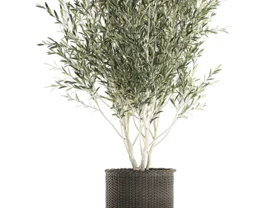 Olive tree for the interior in basket 652 3D model
