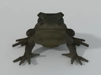 Warty Toad Low-poly 3D model