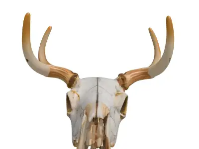 Realistic Aged Deer Skull with Antlers Low-poly 3D model