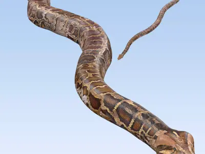 Burmese Python Snake 3D model