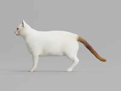 Flame Point Siamese Cat  3D model
