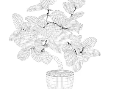 ficus benghalensis 3D model