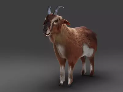 Fur Goat 04 NO Rigged in Blender  Low-poly 3D model