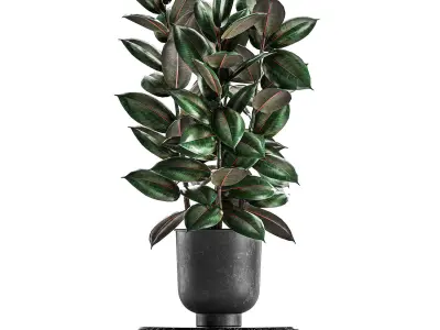 Ficus trees in a pot for the interior 847 3D model