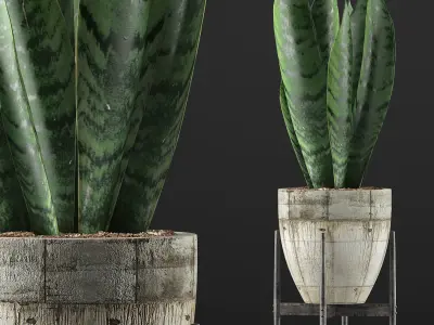 Plants Collection 104 3D model