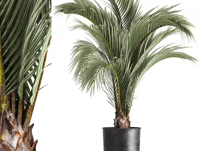 Decorative palm tree for the interior in a pot 1109 3D model