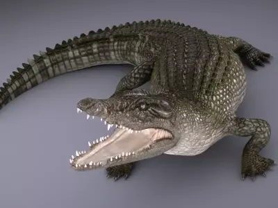 Nile Crocodile 3D model