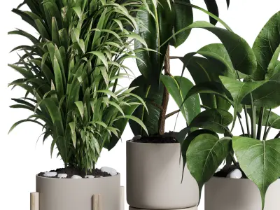 indoor plant ficus rubbery palm ravenala wooden vase 3D model