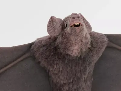 Vampire Bat 3D model