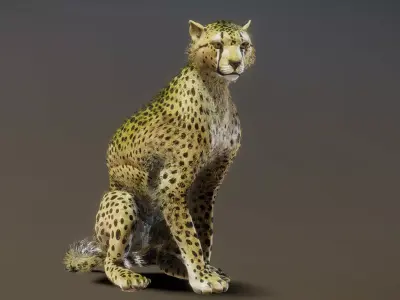 Cheetah 3D model shop