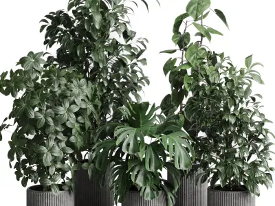 Collection indoor pot plant ficus rubbery monstera concrete dirt 3D model