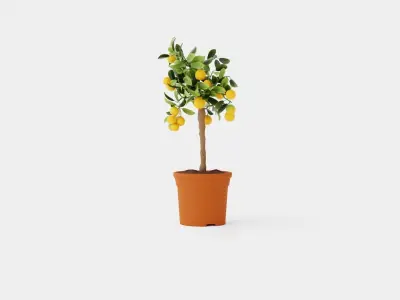 Citrus Calamondin stem Low-poly 3D model