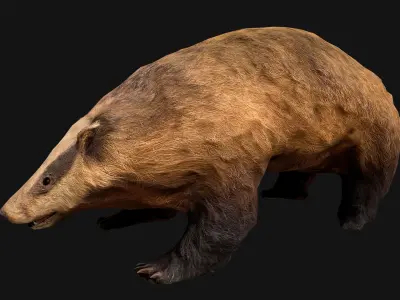 Badger Low-poly 3D model