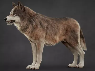 Wolf XGEN CORE ANIMATED 3D model