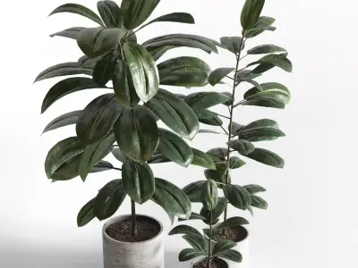 Ficus rubbery plant in concrete dirt vase  3D model