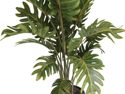 indoor plant 036 3D model
