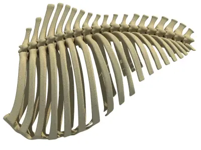 3D Animal Rib Cage 91 3D model