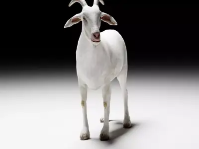 Alpine Goat  3D model