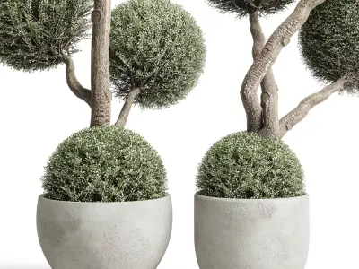 Topiary balls plants - Indoor plants in concrete pot set 454  3D model
