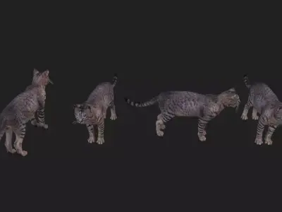 17 cat casual animations Low-poly 3D model