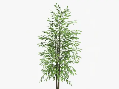 Decorative potted tree 02 3D model