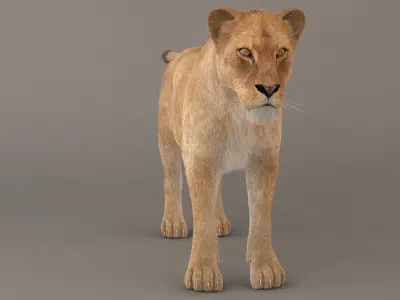 Lioness Fur Model 3D model