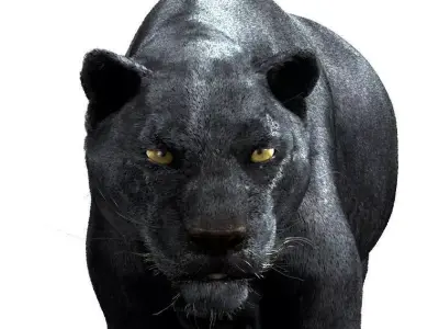 Panther-maya panther 3D model