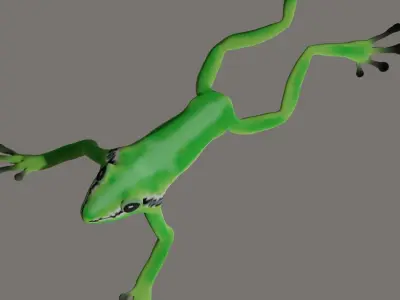 Poison Frog- Green tree frog 3D model
