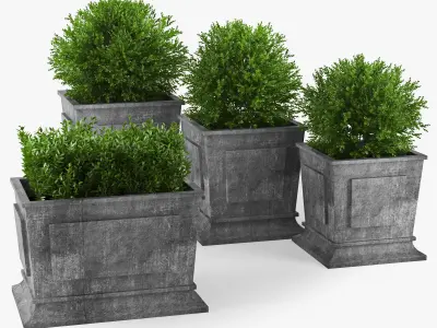 Boxwood four concrete planters with greenery 3D model
