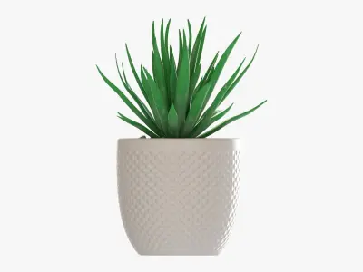 Decorative succulent potted plant 11 3D model