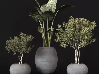 Plant Collection 001 Low-poly 3D model