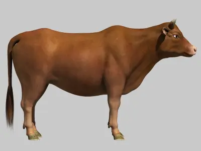 bull cow buffalo 3D model